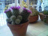 cactus1%7E0.jpg
