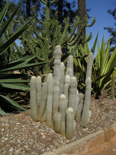 Cactus1%7E0.jpg