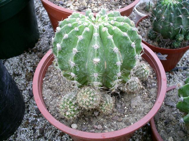 cactus1%7E0.JPG