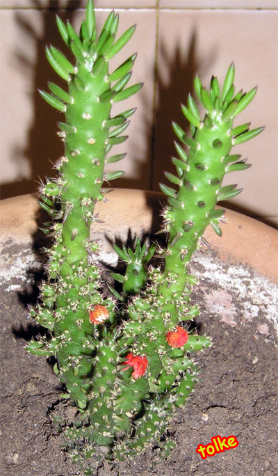 Cactus1%7E1.jpg