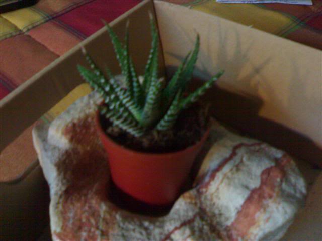 Cactus1.jpg