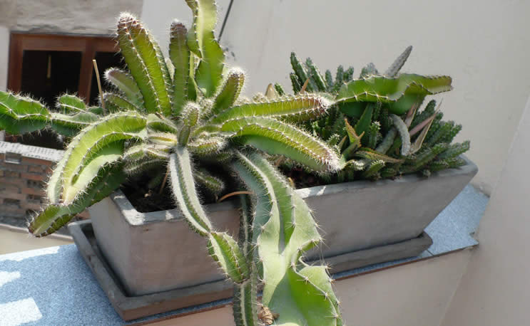 cactus1.jpg