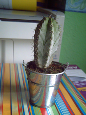 cactus1.jpg