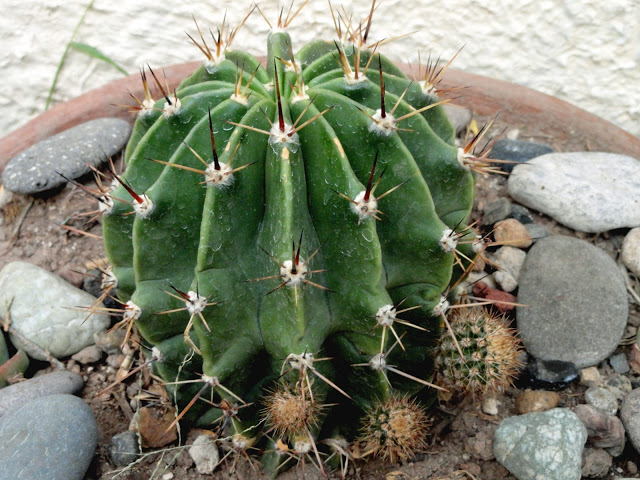 Cactus1.JPG