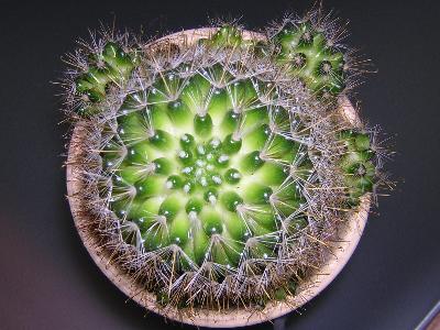 Cactus1.jpg
