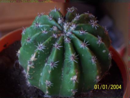 Cactus1.JPG