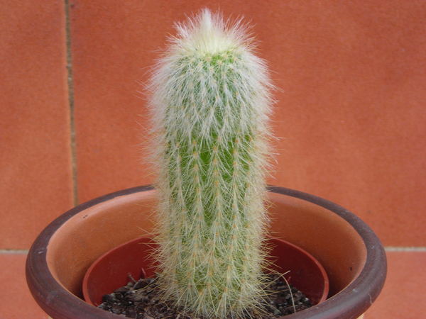 cactus1.jpg