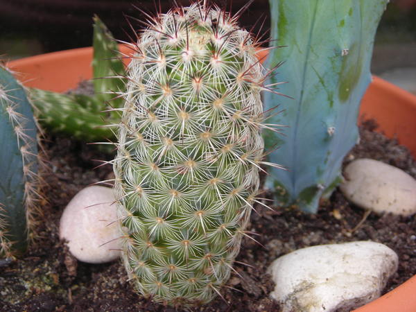 cactus1.jpg