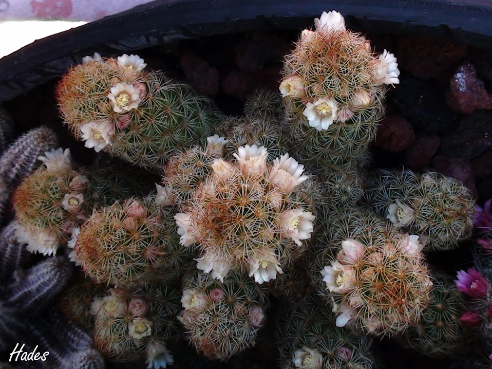 cactus1.jpg
