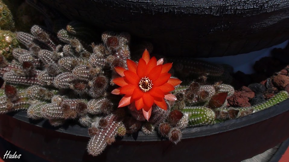 cactus1.jpg