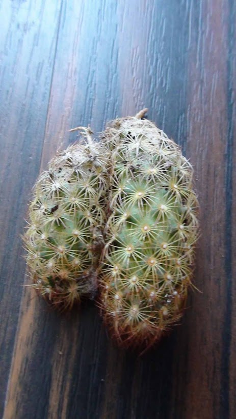 cactus1.jpg