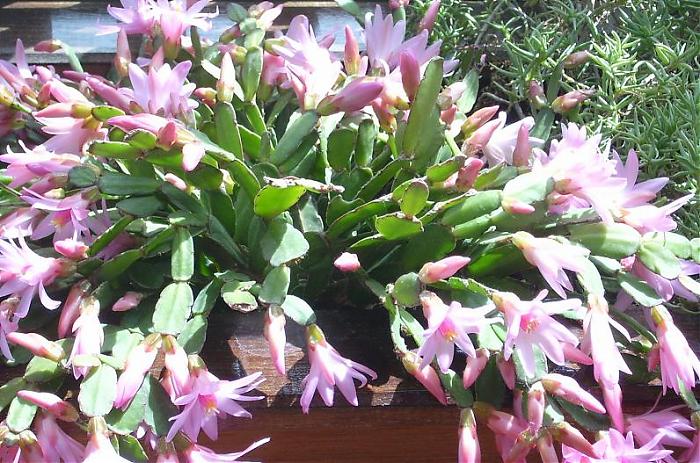 CACTUS1 MAYO 2007.jpg