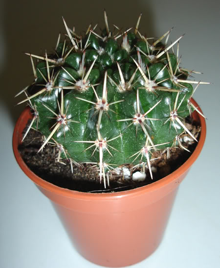cactus102_2008.jpg
