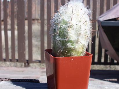 cactus11.JPG
