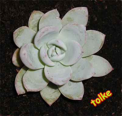 cactus12.jpg