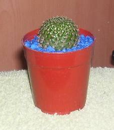 cactus12.jpg