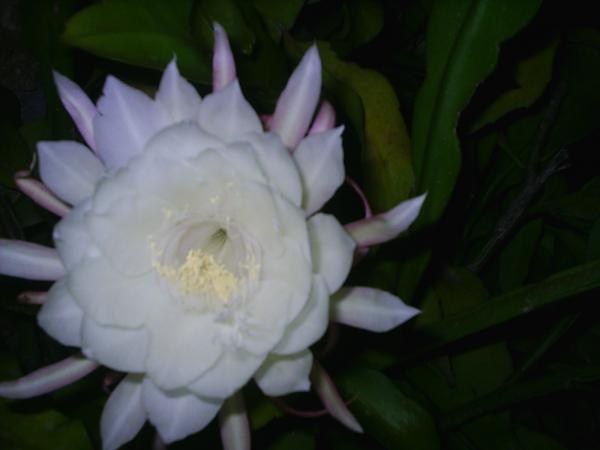 cactus13.jpg