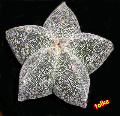 cactus16.jpg