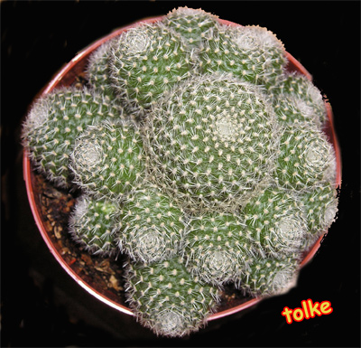 cactus17.jpg