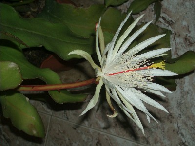cactus18.JPG