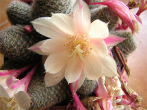 cactus18.jpg