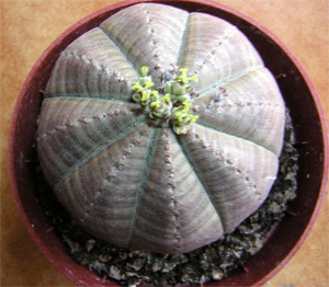 cactus19.jpg