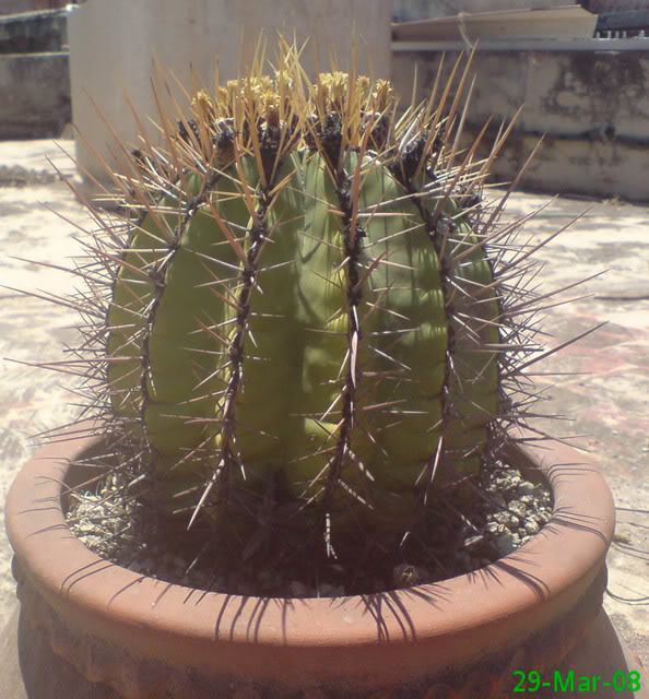 Cactus1lateral.jpg