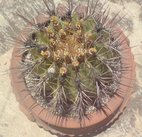 Cactus1superior.jpg