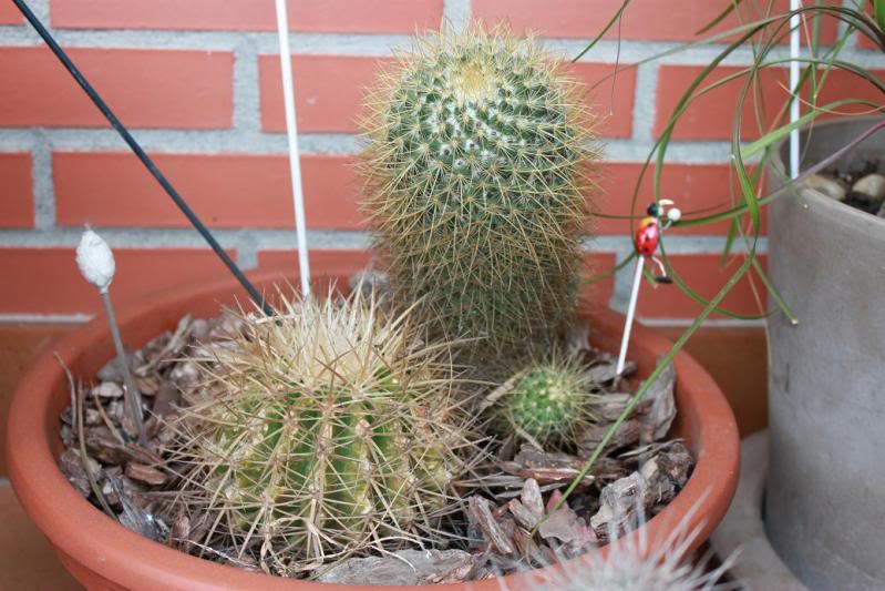 cactus2-1.jpg