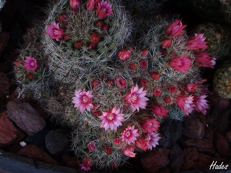 cactus2.1.jpg
