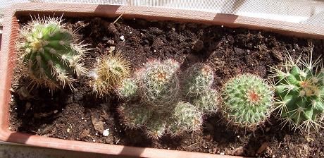 cactus2%7E1.jpg