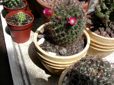 cactus2%7E2.jpg