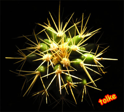 cactus2%7E3.jpg