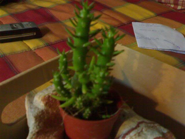 Cactus2.jpg