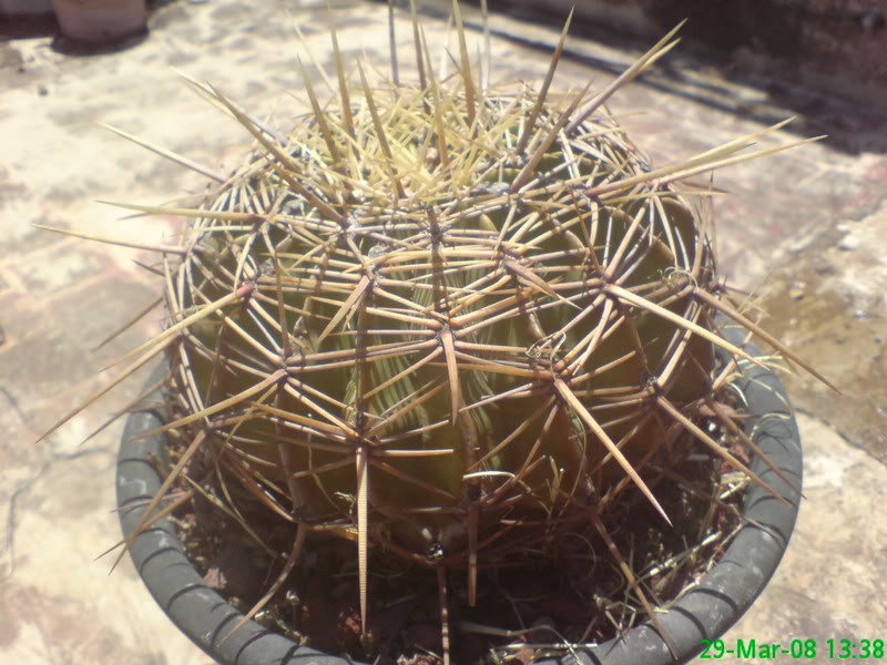 Cactus2.jpg