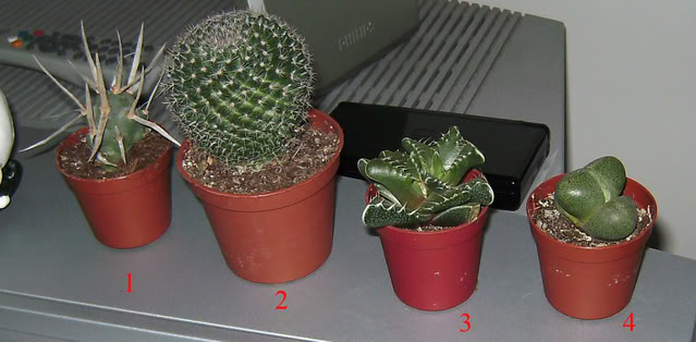 cactus2.jpg
