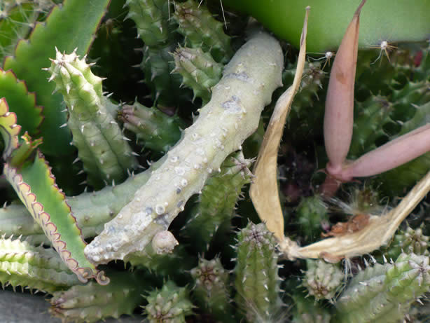 cactus2.jpg