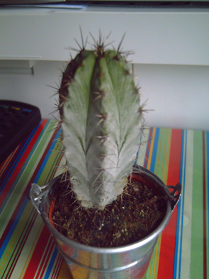 cactus2.jpg