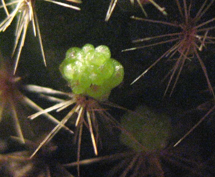 cactus2.jpg