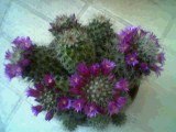 cactus2.jpg