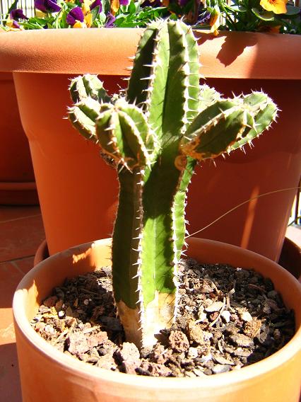cactus2.JPG