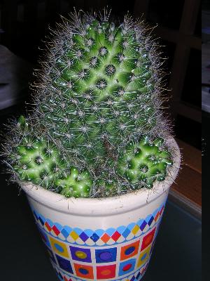 Cactus2.jpg