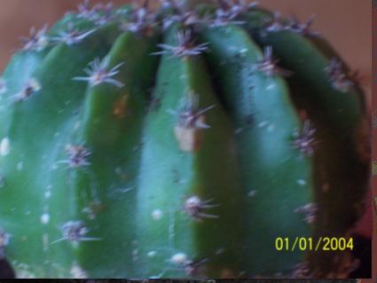 Cactus2.JPG