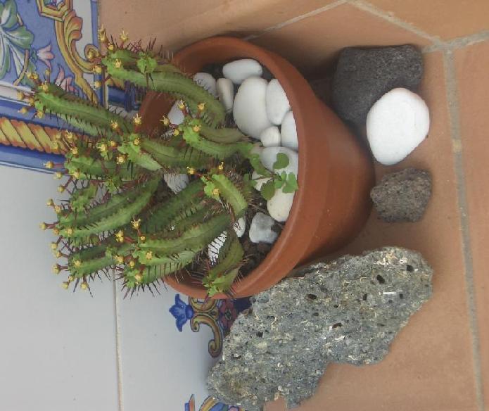 cactus2.JPG