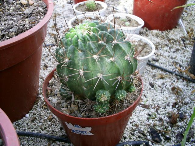 cactus2.JPG