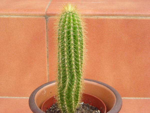 cactus2.jpg