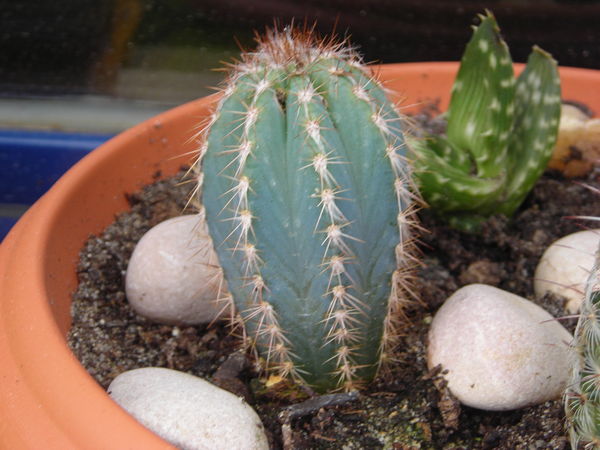 cactus2.jpg