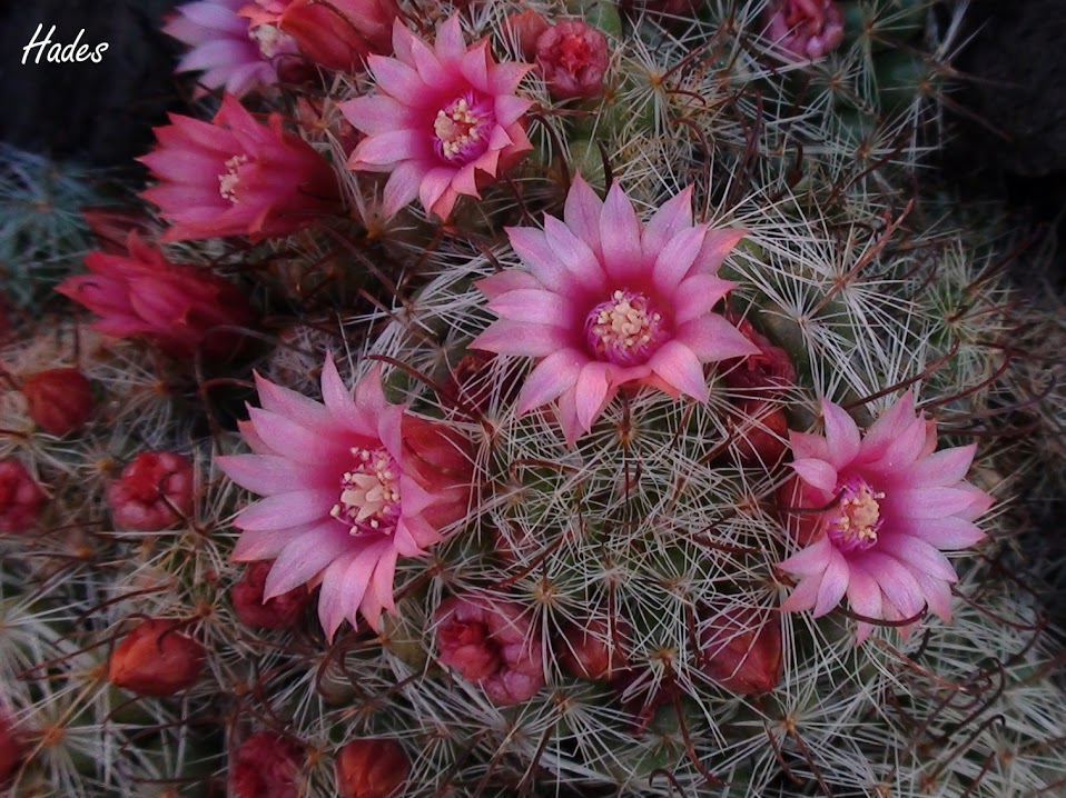 cactus2.jpg