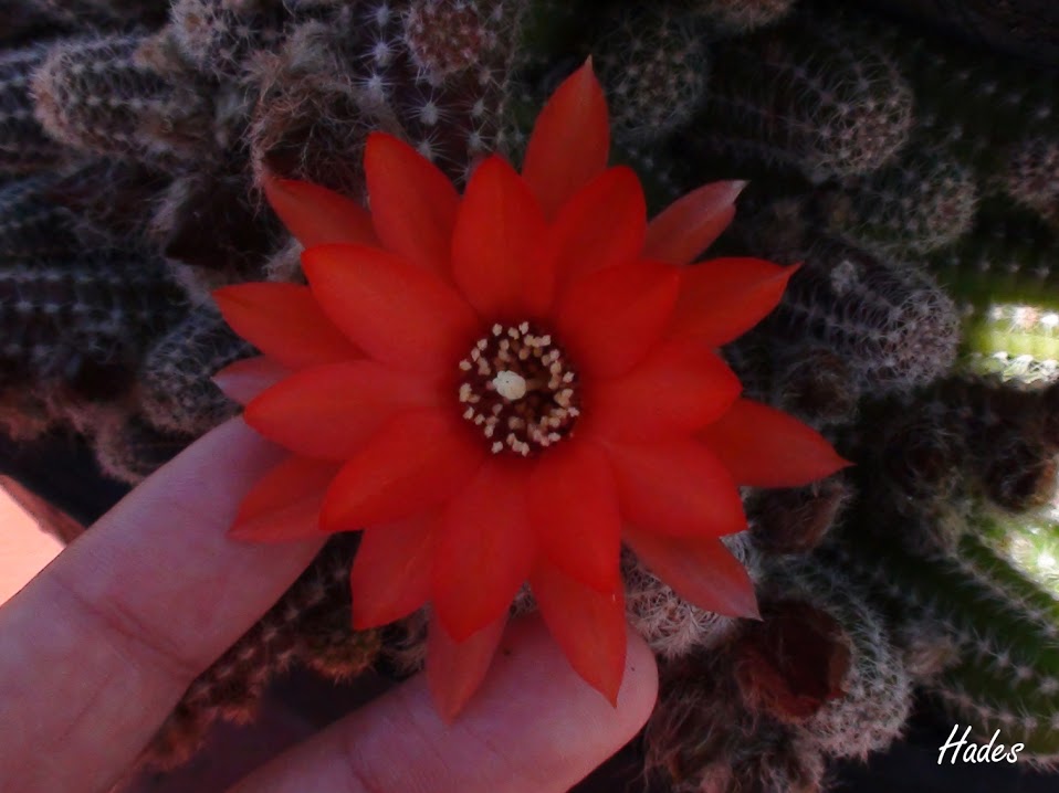 cactus2.jpg