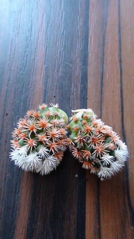 cactus2.jpg